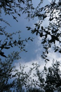 casa montale 2013 049